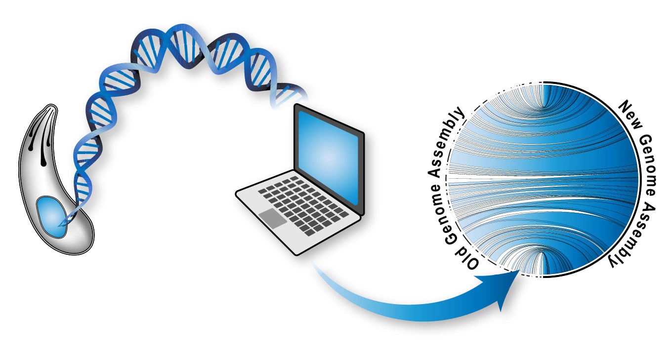 Genome illustration.