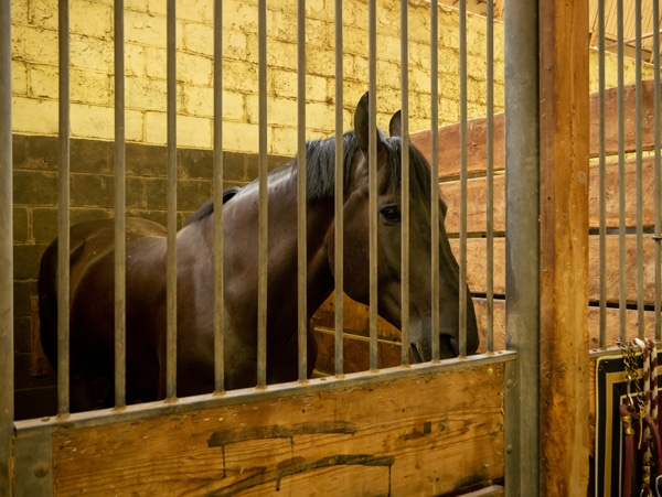 A horse alone in its stall.