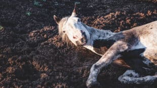A horse laying in the mud.