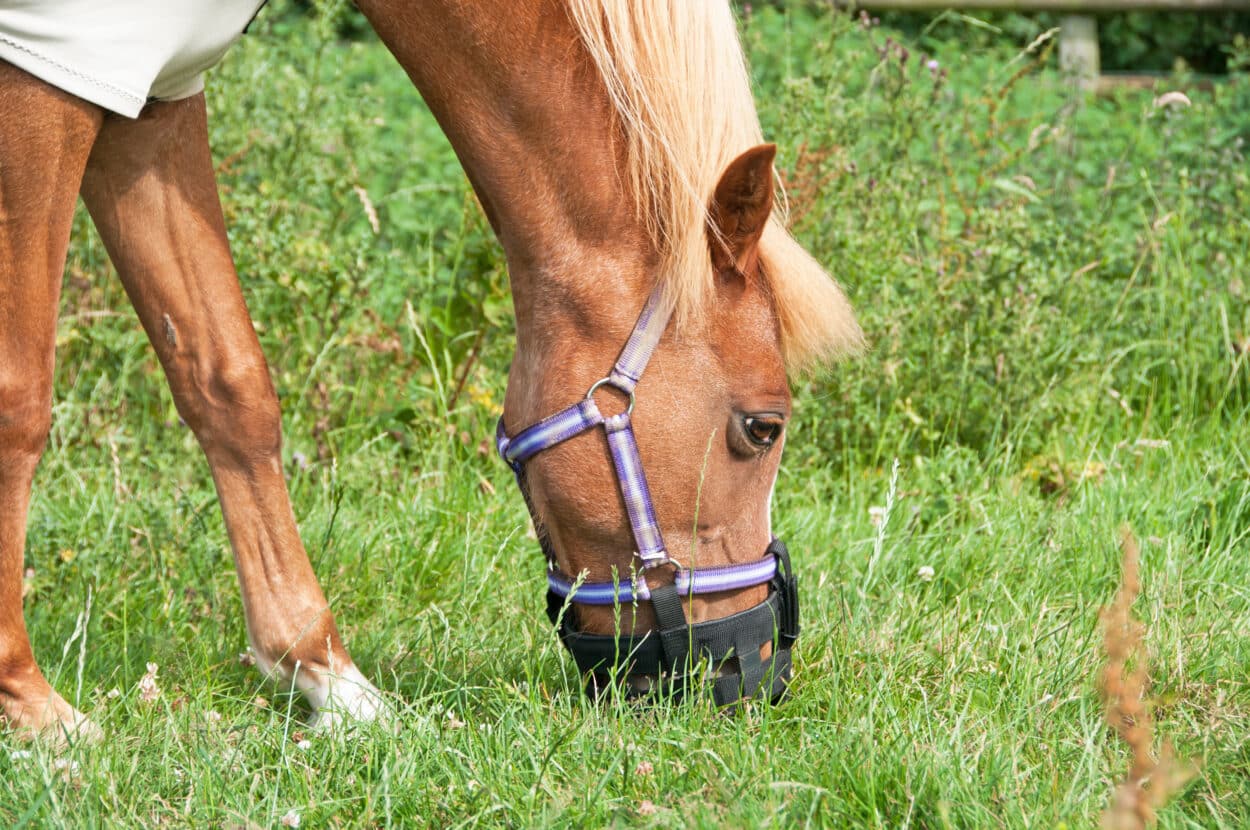 A horse wearing a grazing muzzle.
