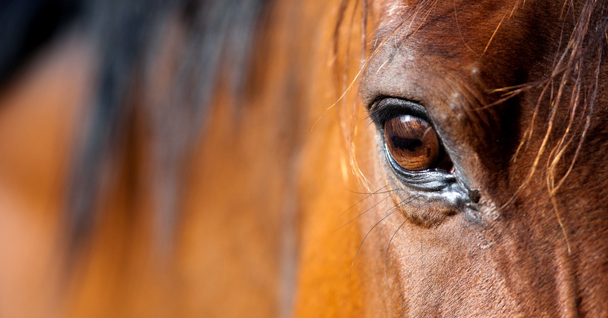 Close-up of a kind horse's eye.