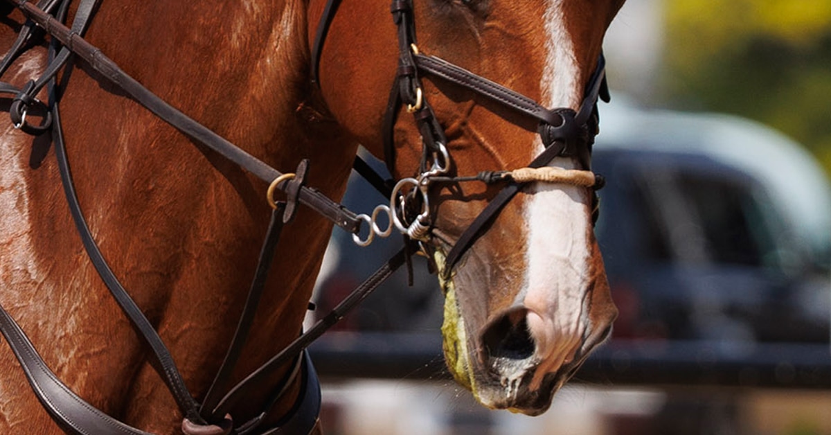 A closeup of a horse wearing a bridle.