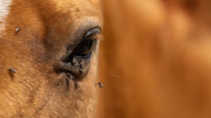 A chestnut horse with flies on its face.