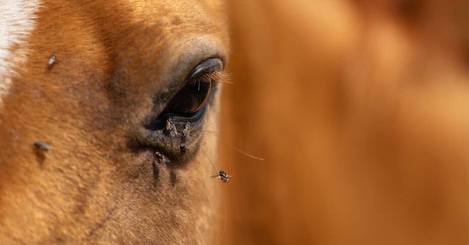 A chestnut horse with flies on its face.