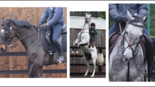 Three images of ridden horses in pain.