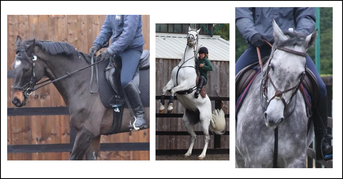 Three images of ridden horses in pain.