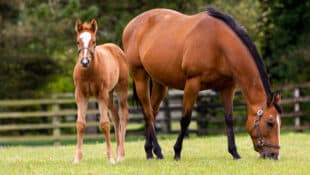 A mare and foal in a field.