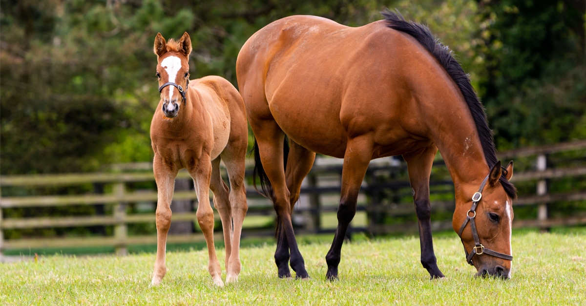 A mare and foal in a field.