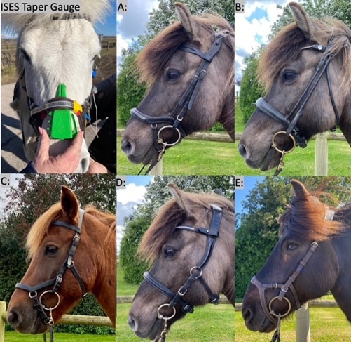 Horses wearing five different bridles.