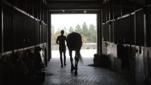 A groom leading a horse out of a barn.