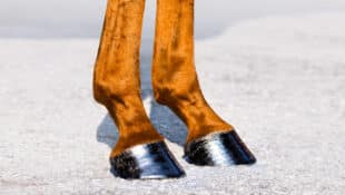 A chestnut horse's shiny front hooves.