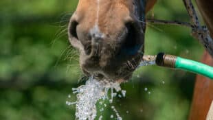 A horse drinking water from a hose.