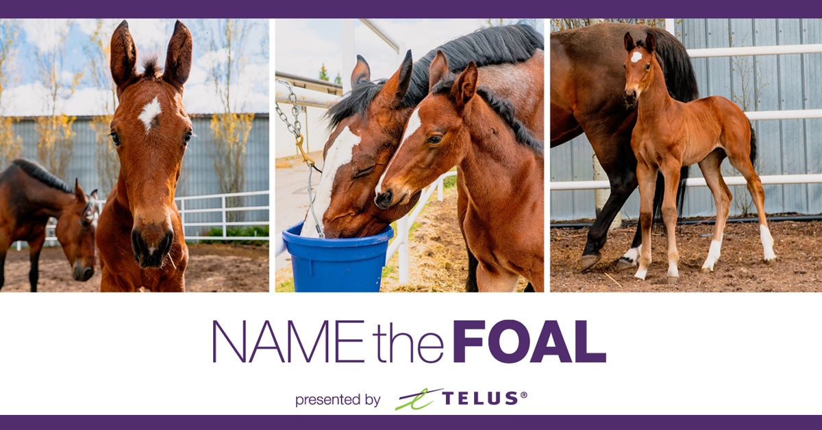 Thumbnail for Telus Presents Name the Foal at Spruce Meadows