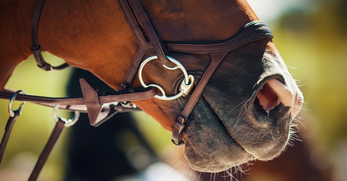 Close-up of a horse wearing a bridle.