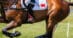 Close up of the Chinese flag on a saddle pad.