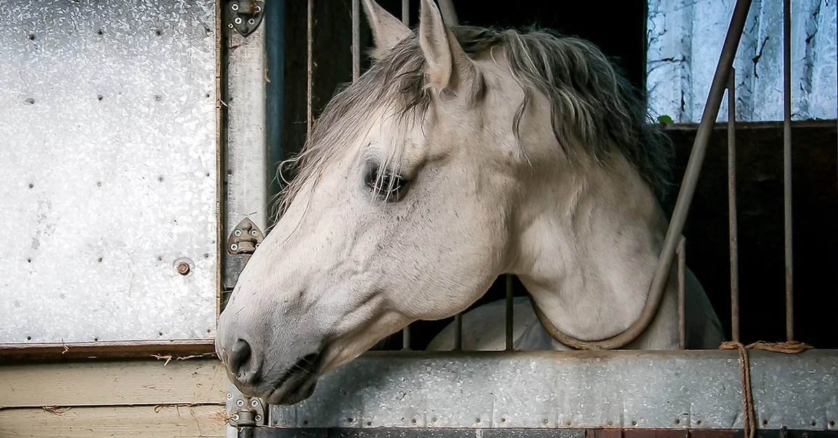 A lovely grey horse looking out of its stall.