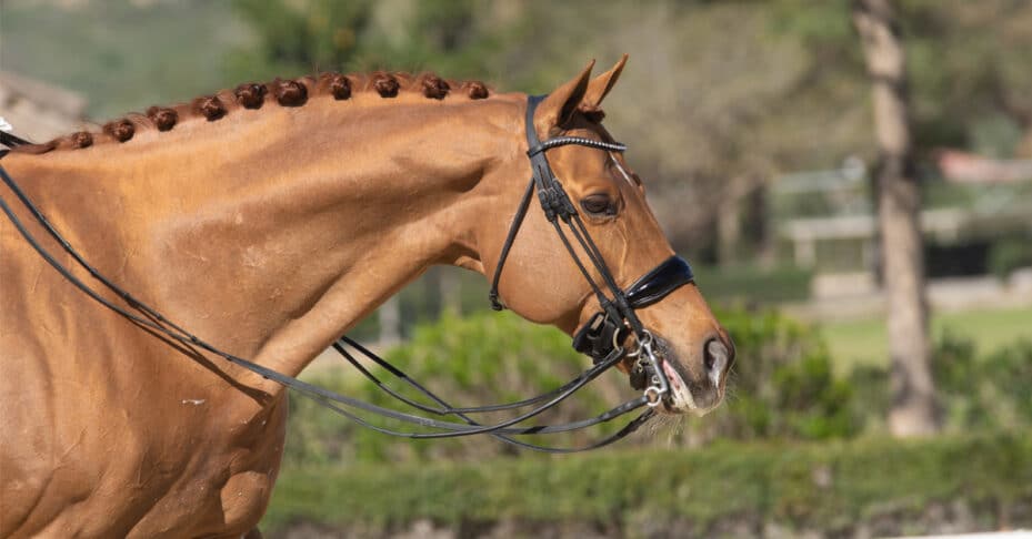 A shiny braided chestnut horse.