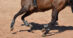 Closeup of a cantering horse's legs.