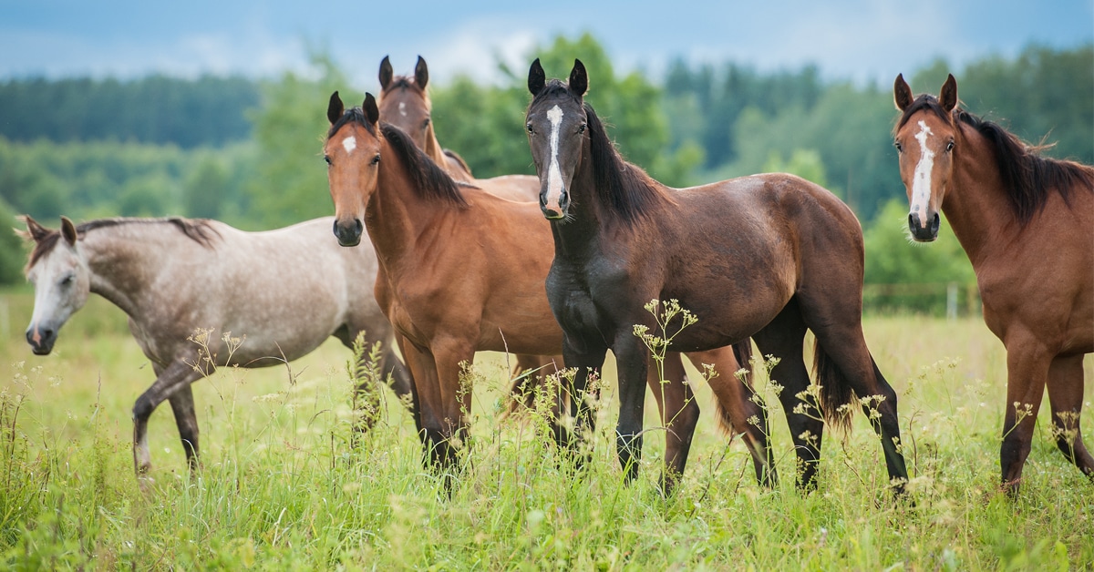 Horses standing in a field of long grass.