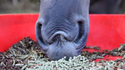 A closeup of a horse's muzzle eating a grain mix.