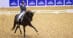 A woman riding a dressage horse.