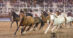 Rodeo horses running in a ring.