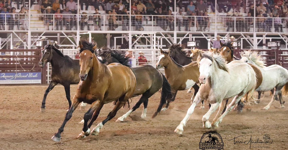 Rodeo horses running in a ring.