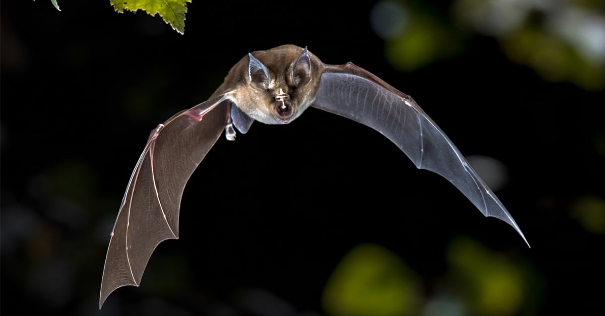 A bat flying at night.